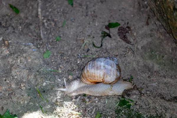 Ağaçtaki büyük bir salyangoz.