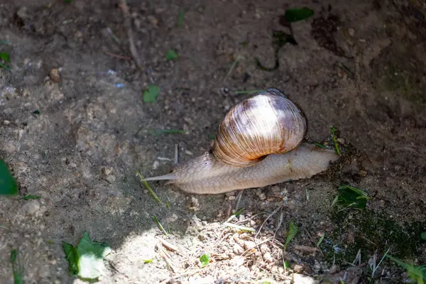 Topraktaki salyangoz