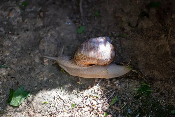 Bahçedeki salyangoz