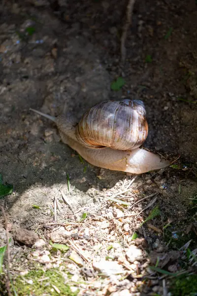 Yerde sürünen bir salyangoz.