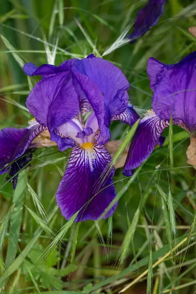 Bahçedeki iris çiçeği