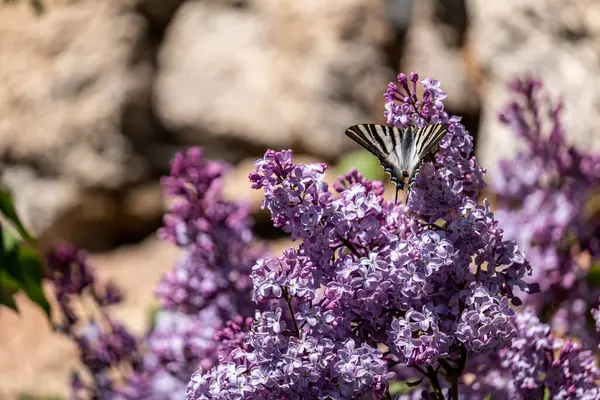 Lavanta ve kelebek lavantada