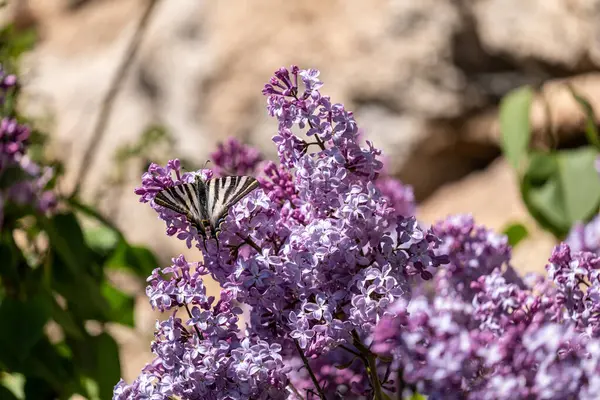 Bir leylak bush kelebek