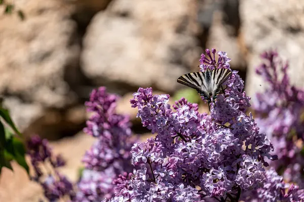Bahçedeki lavanta çiçeğindeki kelebek