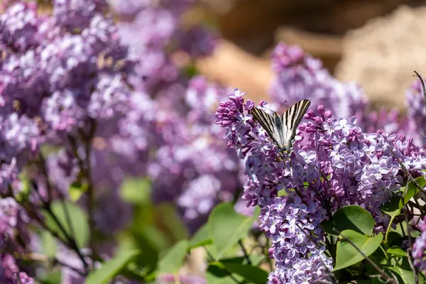 Bahçede yetişen güzel leylak çiçekleri
