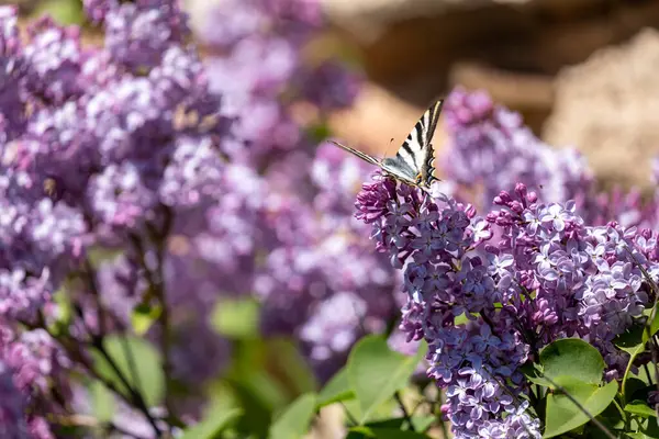 Lavanta çiçeğinin içinde beyaz kelebek.