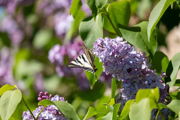 Kelebek bahar, yaz gününde bir çiçeği döllüyor.