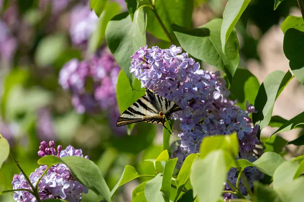 Çiçekteki güzel kelebek