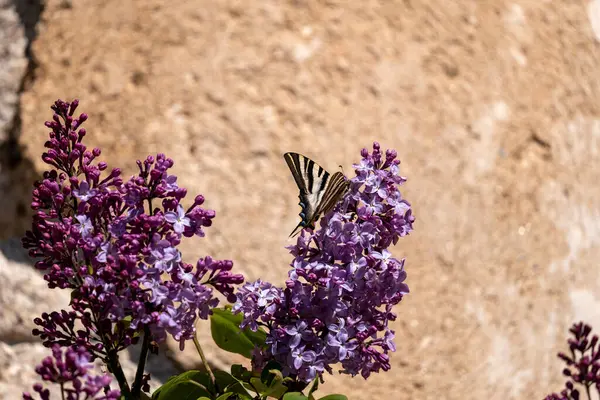 Mor bir çiçekte bir kelebeğin yakın çekimi.