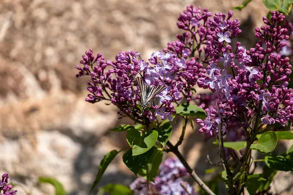Bahçede güneşli bir bahar gününün arka planında leylak çiçekleri