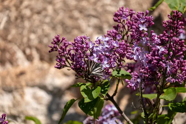 Bahçedeki güzel çiçekler