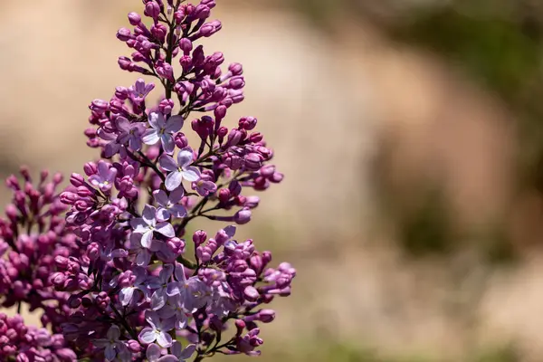Bir dalda açan mor çiçek