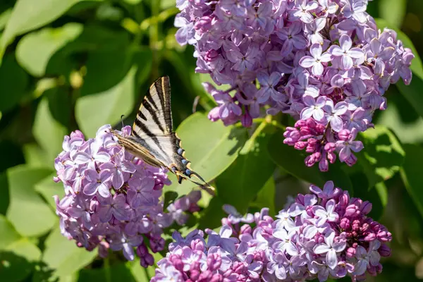 Mor çiçekte güzel leylak kelebeği.