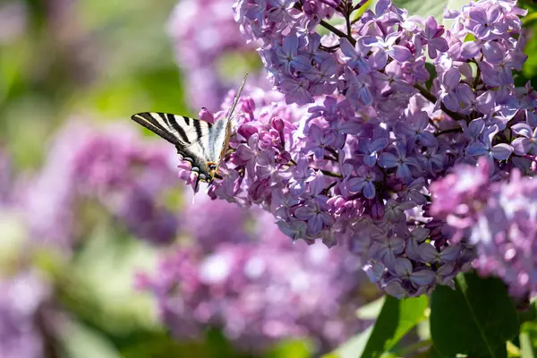 Eflatun çiçek kelebek
