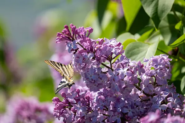 Daldaki leylak çiçekleri