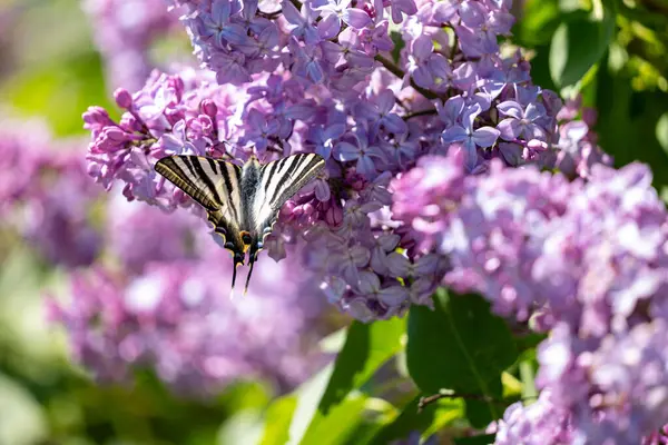 doğa çiçek güzel kelebeği