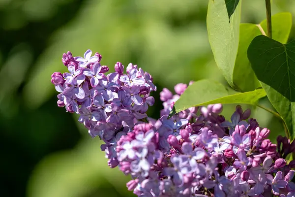 Bahçedeki güzel çiçekler