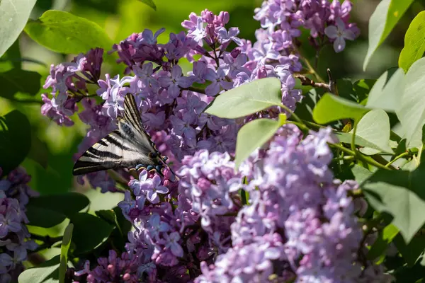 Mor çiçeklerdeki kelebek