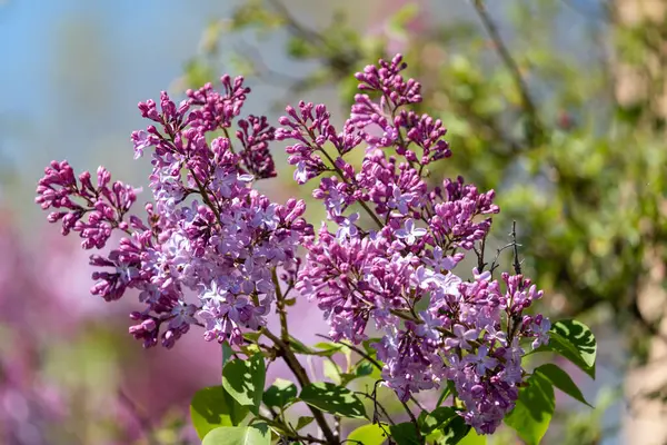 Baharda bahçede çiçek açan leylak