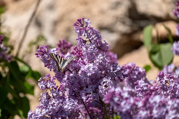 İlkbaharda bir bahçede çiçek açan yaygın bir şırınganın (yaygın bir şırınga) çiçeklerine yakından bak