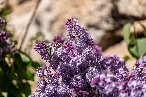Bahçedeki güzel çiçekler