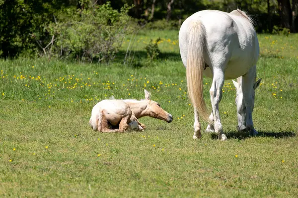 Beyaz tay yeni doğan yavrusunu besliyor.