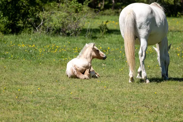 Baharda yeşil çayırda küçük beyaz tay