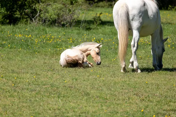 Küçük beyaz taylı at