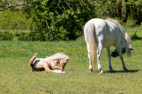 Çayırda at ve tay var, anne yeşil çimlerin üzerinde yatıyor.
