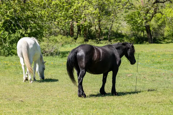 Atlar yeşil çayırda.