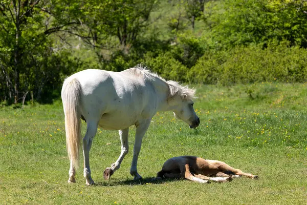 Genç ve güzel bir at çimlerin üzerinde yavrusuyla