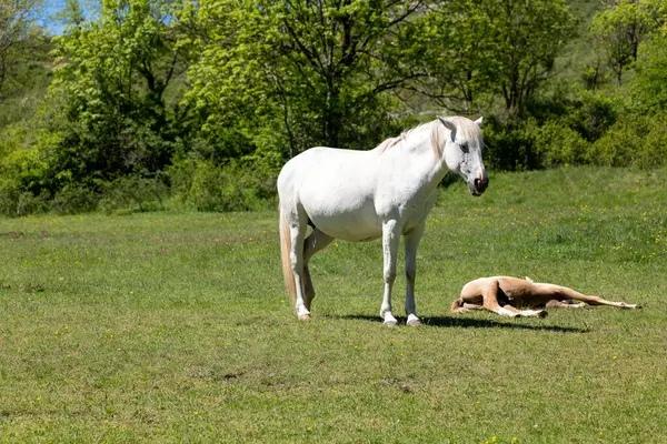 Çayırdaki çimlerin üzerinde yatan bir köpek..