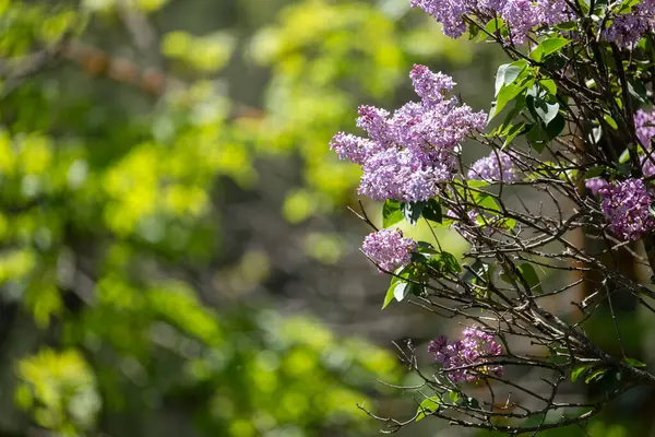 İlkbaharda açan leylak çiçekleri. Parktaki bahçede güzel leylak çiçekleri.