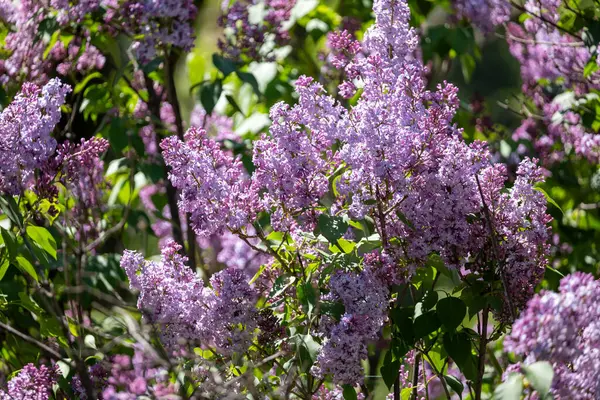 Baharda parkta leylak çiçekleri.