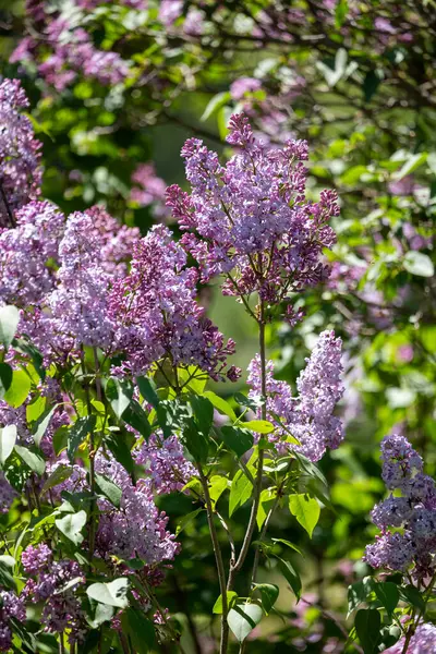 Ağaçtaki leylak çiçekleri