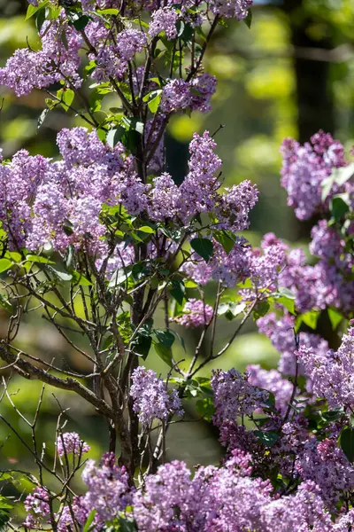 Bahçede çiçek açan güzel çiçekler