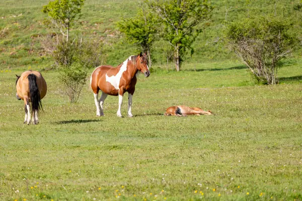 Bir at sürüsü yazın Romanya 'nın dağlarında otluyor.