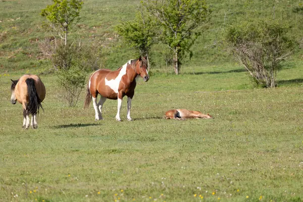 Atlar çiftlikte kırsalda akşam güneşinde