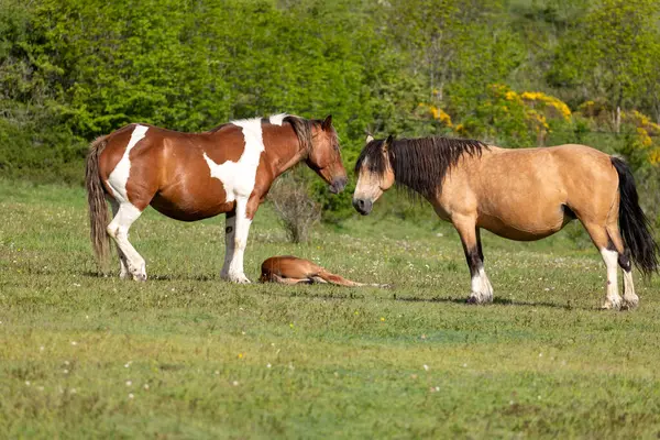 Tarlada otlayan iki at.