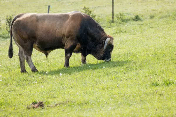 Güneşli bir yaz gününde yeşil bir çayırda otlayan bir inek.