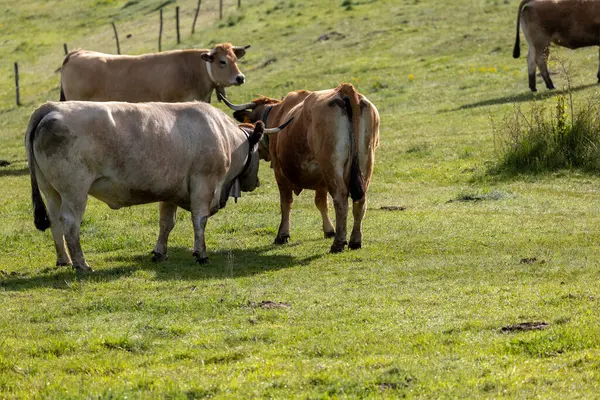 Yeşil çayırdaki inekler
