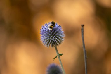 Devedikeni çiçeğinden polen toplayan bir arı..