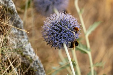 Bir arı tarladaki bir devedikeni döller..