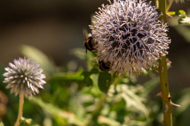 Yakından - güzel bir arının çiçek üzerindeki görüntüsü