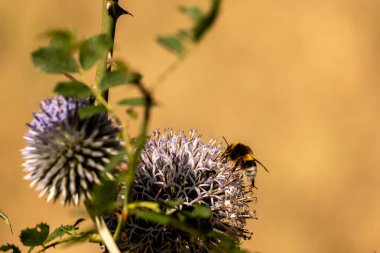 Devedikeni çiçeğinin üzerindeki yaban arısına yakın plan.