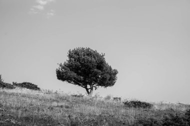 Ormandaki genç bir ağacın siyah beyaz fotoğrafı.