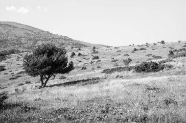 Dağlardaki bir ağacın siyah ve beyaz görüntüsü