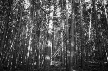 Yazın devedikeni çiçeğinin üzerindeki siyah yaban arısı.