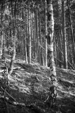 Ağaçların siyah beyaz görüntüsü. Ağaçların dokusu