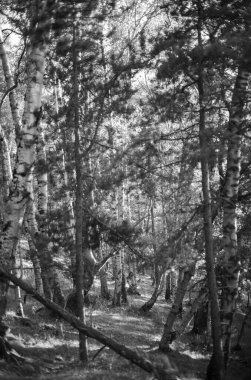 Işığın altında büyük bir ağacı olan güzel bir orman..